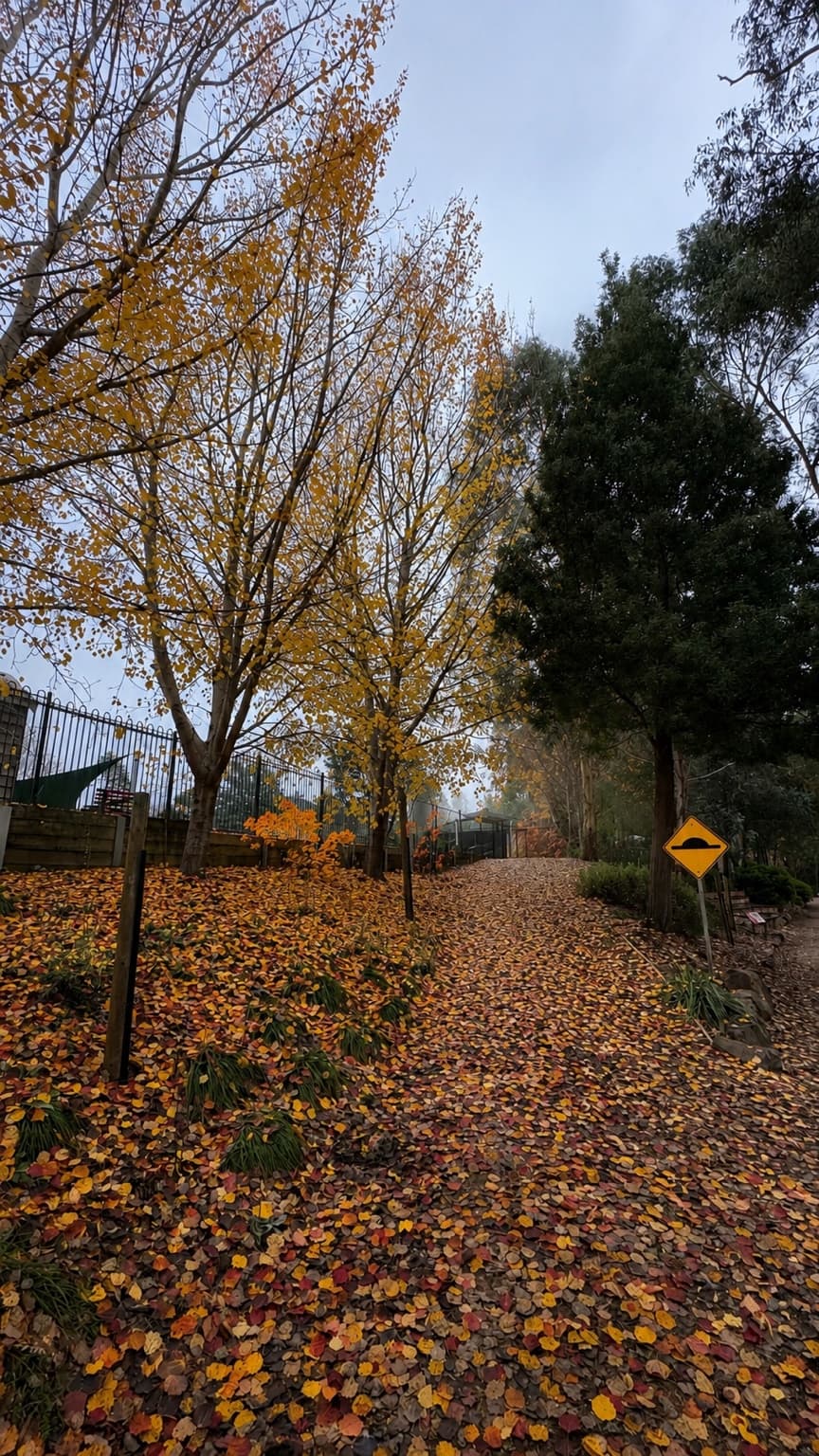 Yellow autumn leaves on a footpath outside Marysville